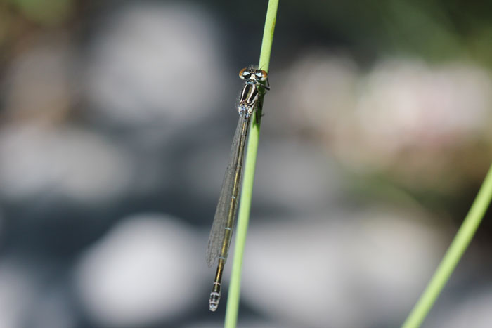 Coenagrion puella
