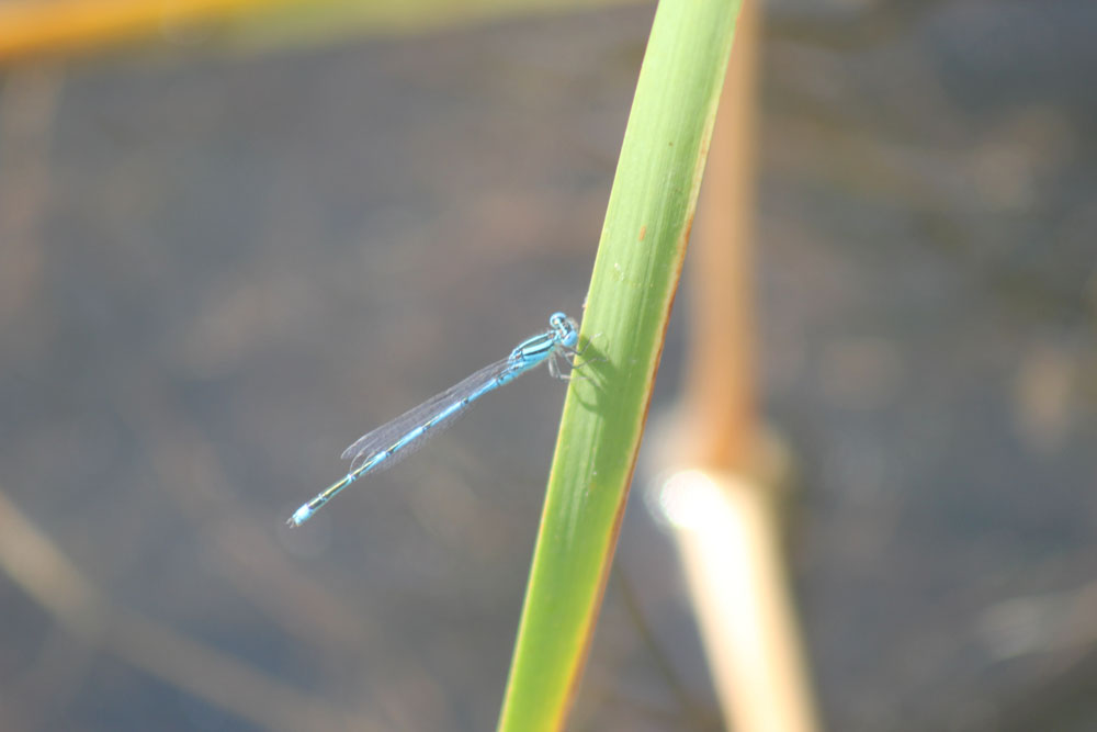 Erythromma lindenii,   maschio