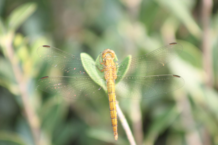 Orthetrum coeruelscens,  maschio: adulto e immaturo
