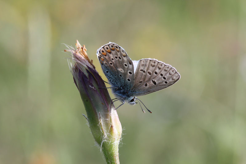 Polyommatus icarus?