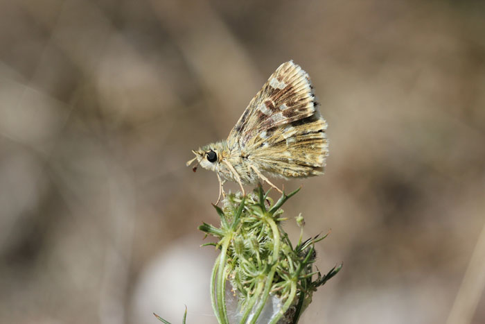 Chi?2 - Muschampia proto, Hesperiidae