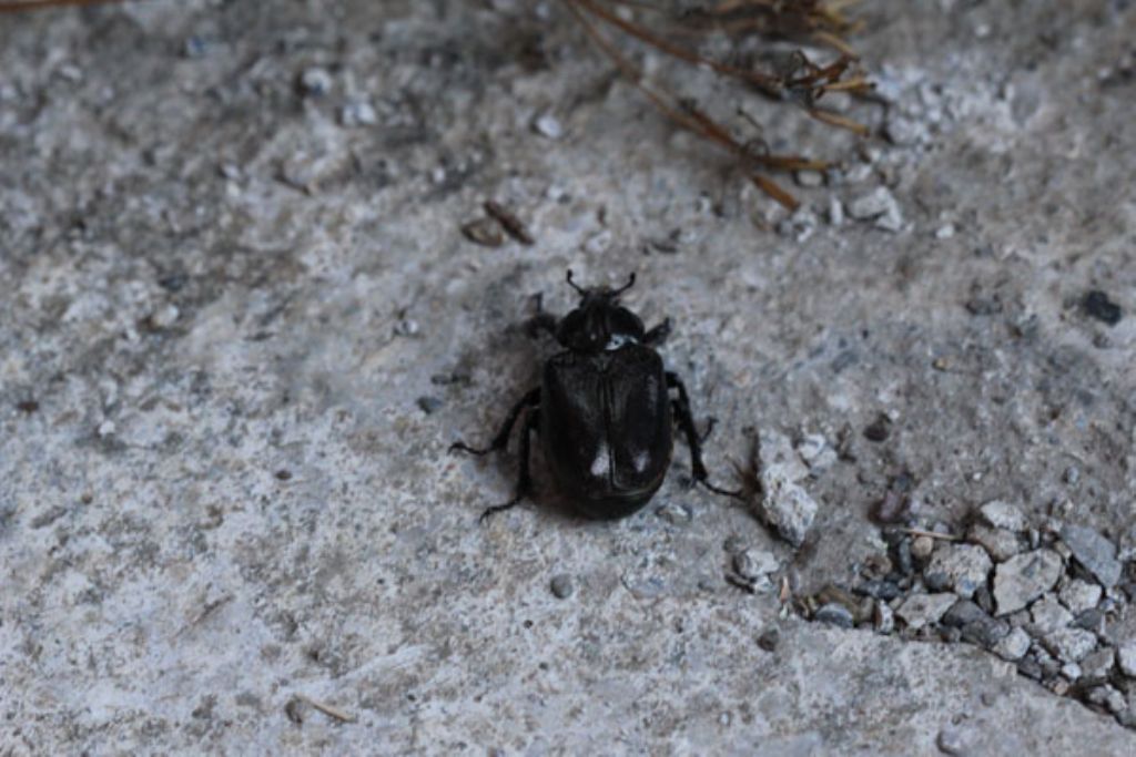 Aromia moschata e Osmoderma eremita dal Montenegro