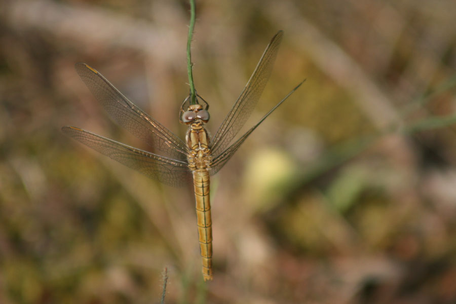 O. Coeruleum ?  No, femmina di Orthetrum brunneum