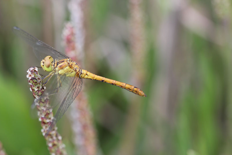 Sympetrum?