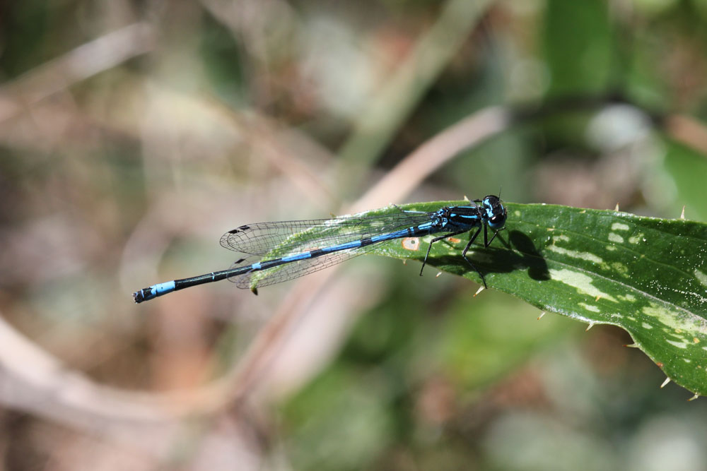 Coenagrion puella ? no, pulchellum