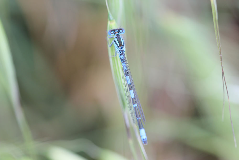 Enallagama cyathigerum?