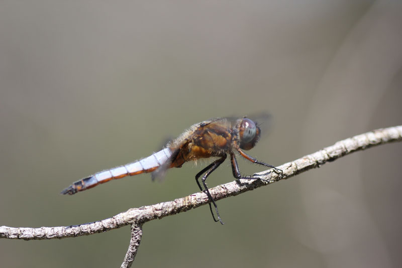 Sympetrum fonscolombii?  No,  cfr. Libellula fulva