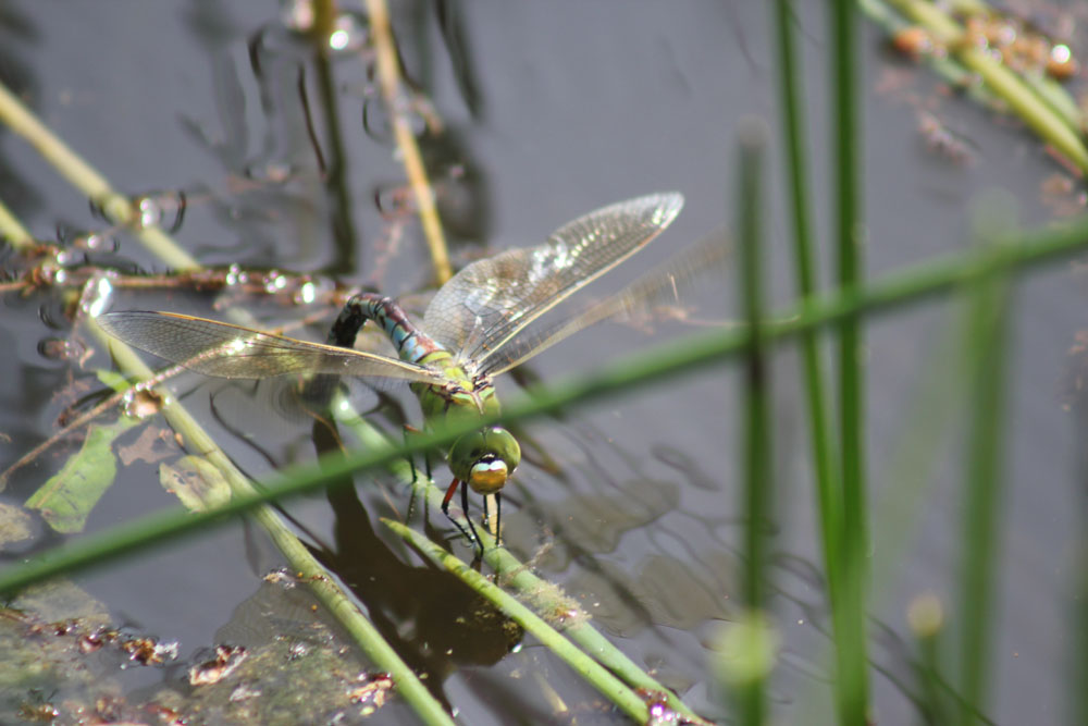 Anax  parthenope?