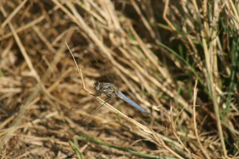 Orthetrum coerulescens