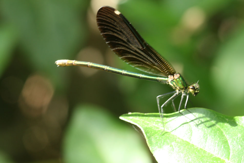 Calopteryx?  S�, Calopteryx virgo