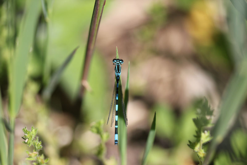 Coenagrion mercuriale maschio