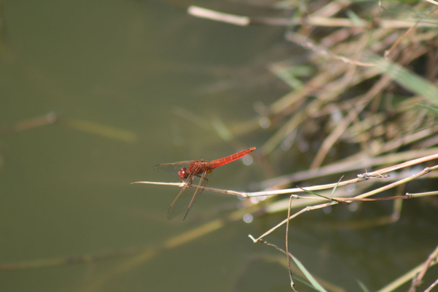 Crocothemis erythraea? S, maschio immaturo