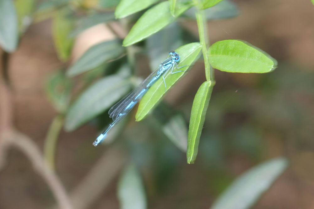 Coenagrion pulchellum maschio