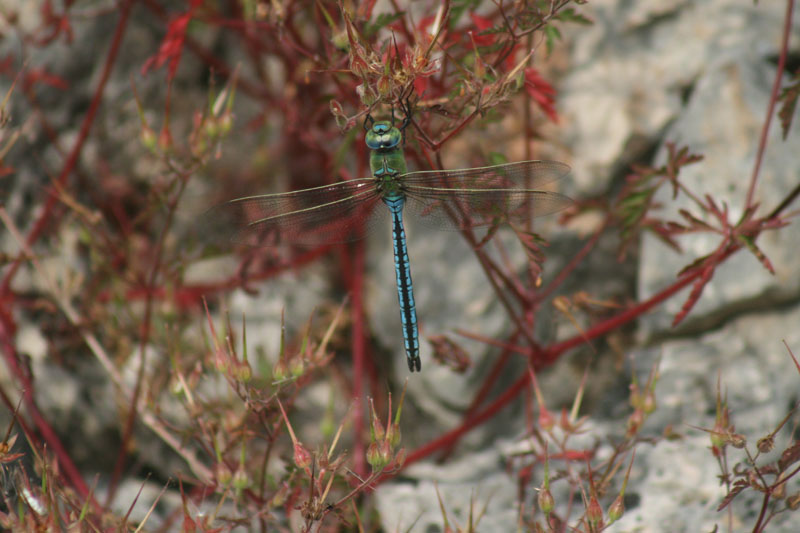 Anax imperator?