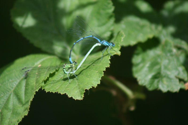 Coenagrion puella?