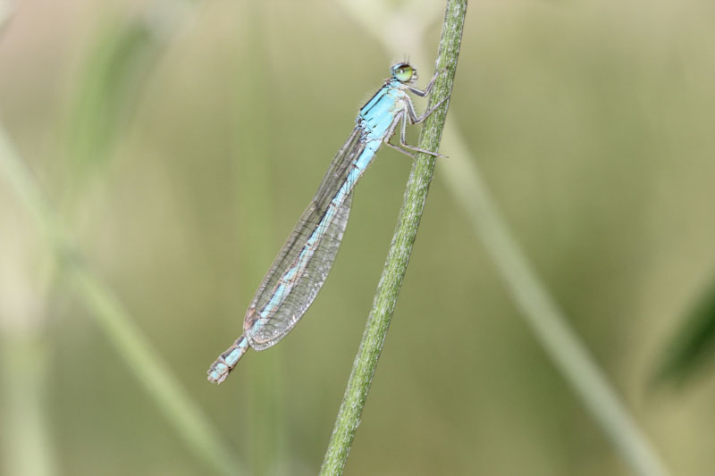 Ischnura  chi? - Enallagma cyathigerum