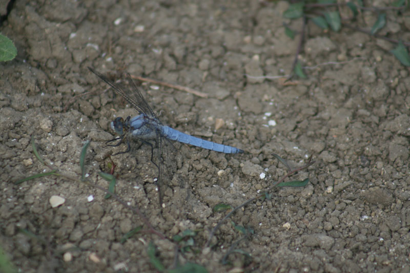 Orthetrum brunneum?