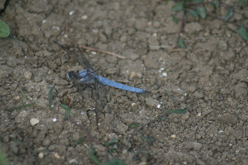 Orthetrum brunneum?