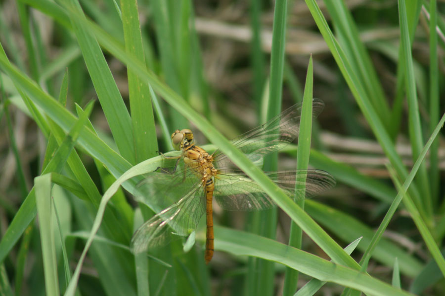 Sympetrum sanguineum? no, prob. meridionale