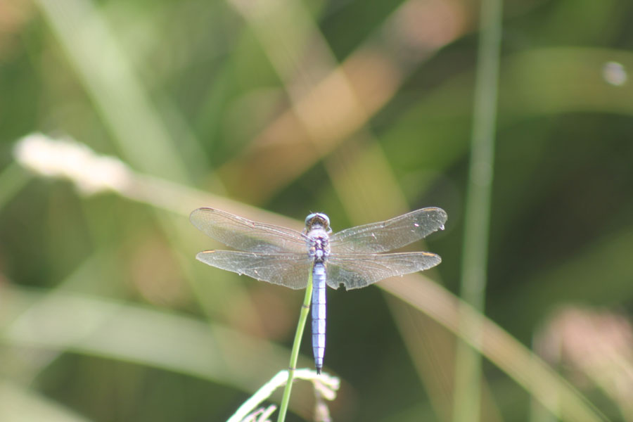 Orthetrum coerulescens?  S�
