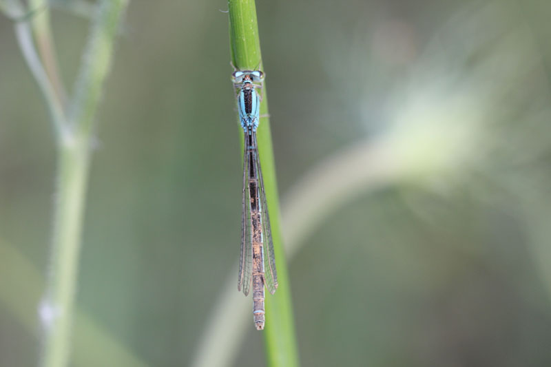 Ischnura  chi? - Enallagma cyathigerum