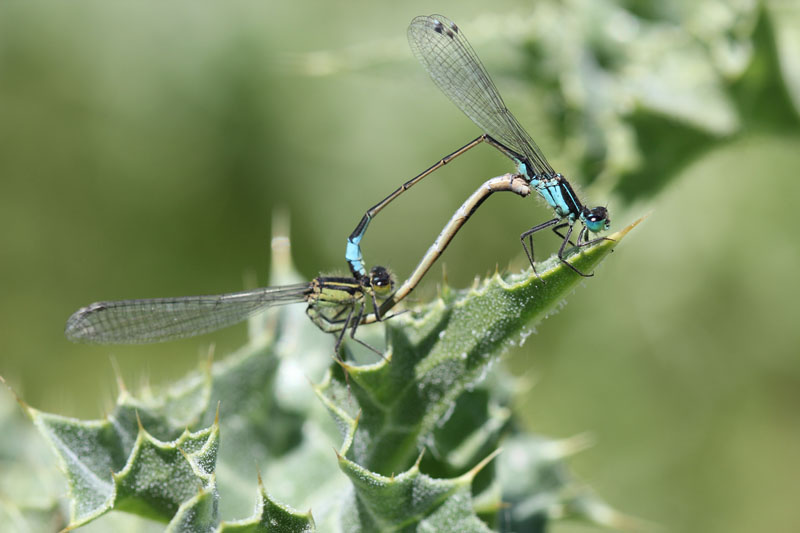 Ischnura elegans in accoppiamento