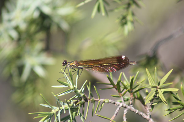 Calopteryx splendens? no, haemorrhoidalis