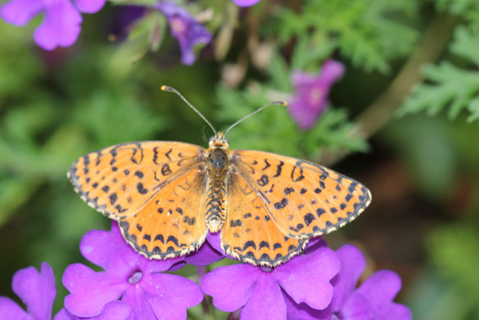 Melitaea didyma? S