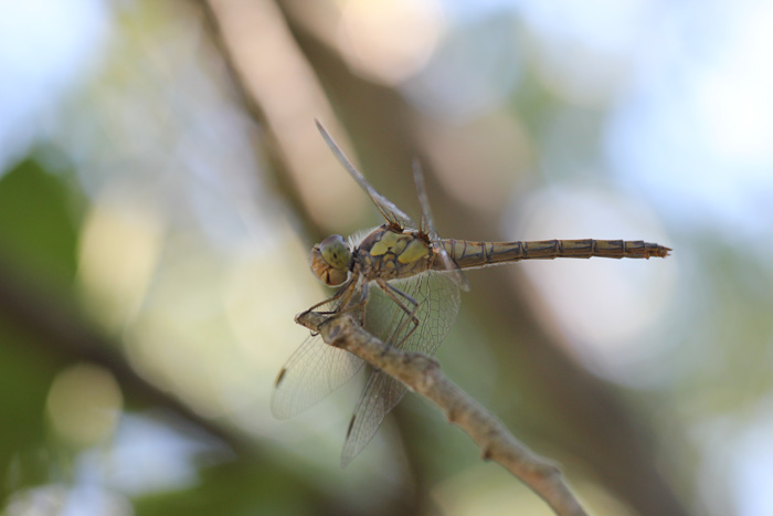 Sympetrum?