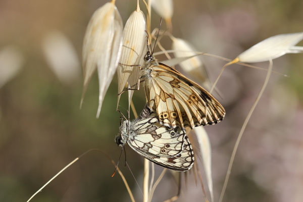 Galathea? - Si, Melanargia galathea