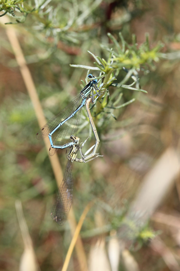 Accoppiamento Platycnemis pennipes