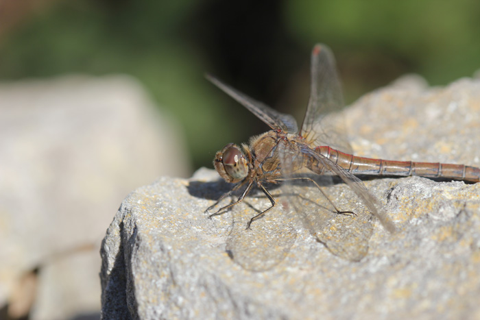 Sympetrum meridionale e striolatum