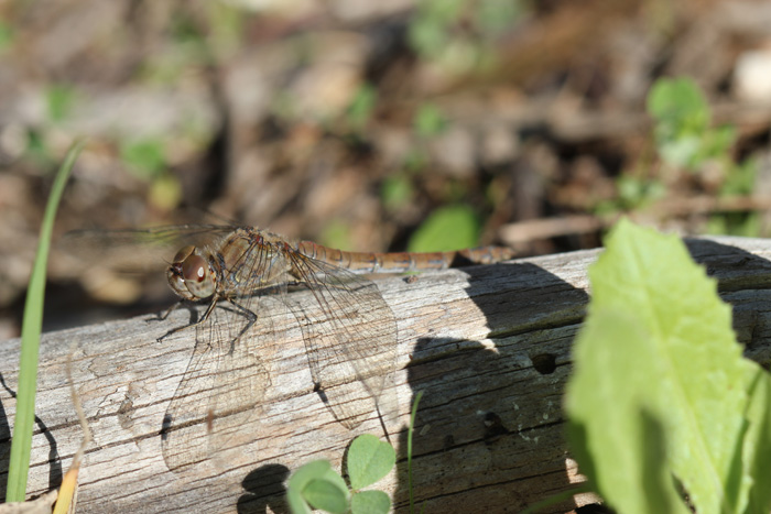 Sympetrum meridionale e striolatum