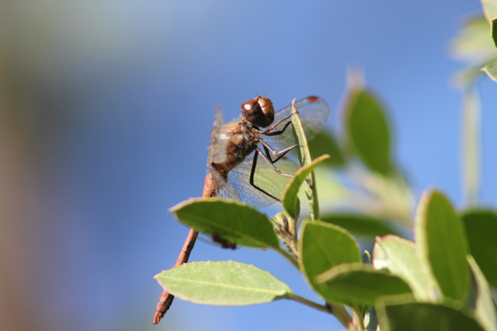 Sympetrum meridionale e striolatum