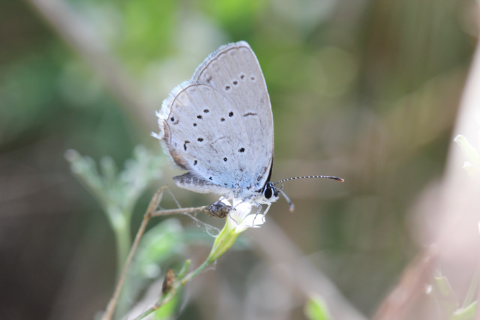 cercando la thersamon...
