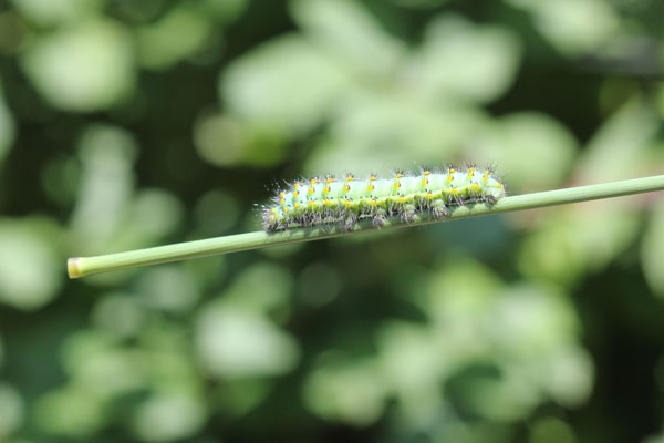 Bruco di? - Saturnia pavoniella