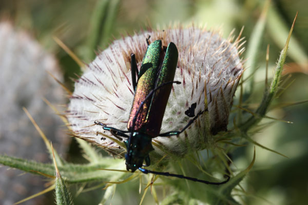 Aromia moschata e Osmoderma eremita dal Montenegro