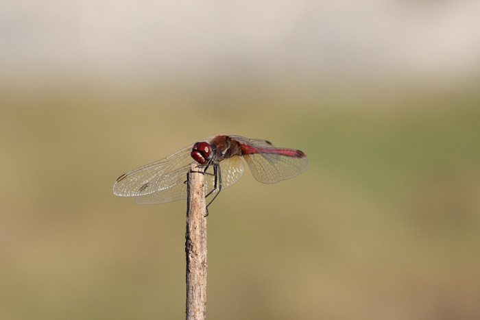 Sympetrum fonscolombii? Sì