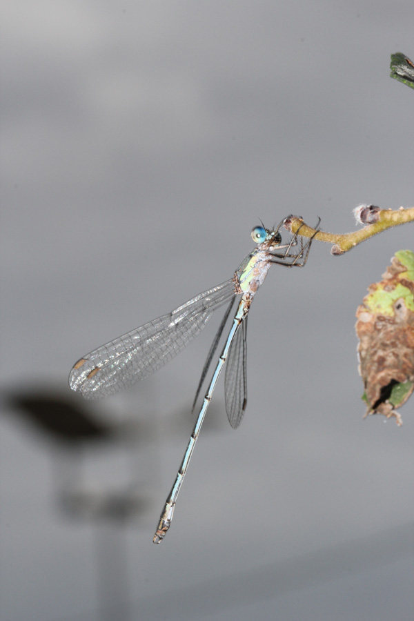 Chalcolestes sp.,  parvidens?