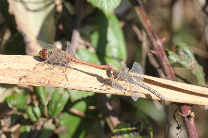 Tandem S. striolatum?