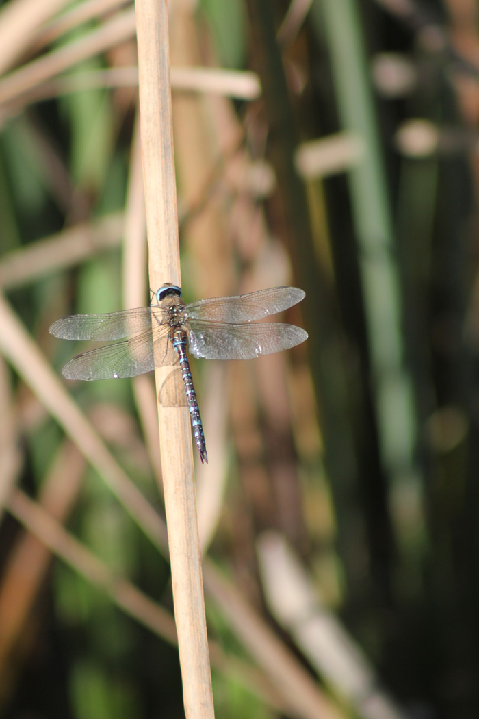 Aeshna mixta?