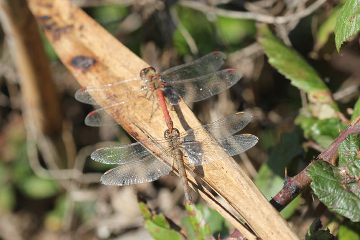 Tandem S. striolatum?