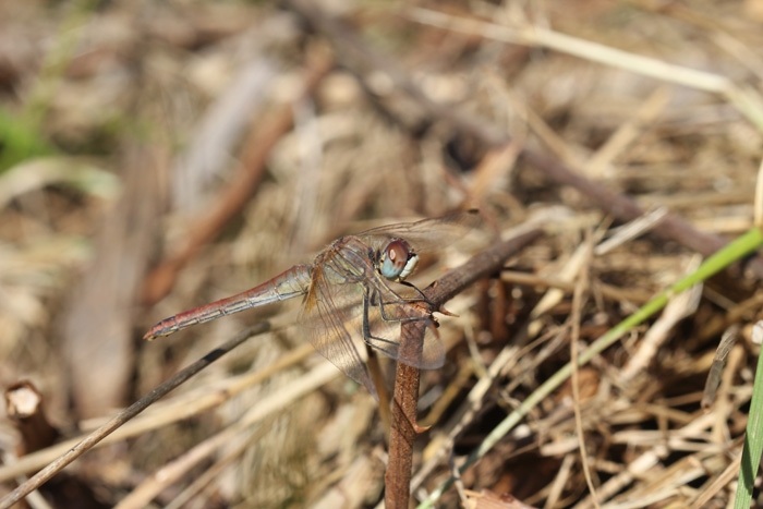 femmina Sympetrum striolatum? - No, fonscolombii