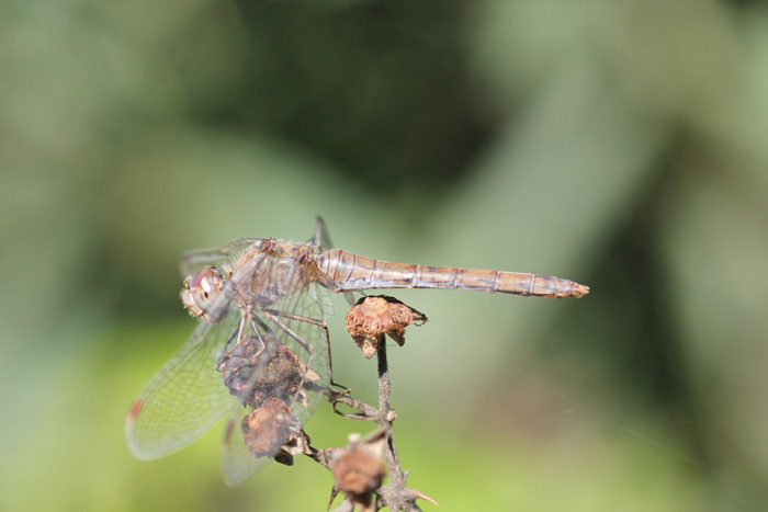 Sympetrum meridionale e striolatum