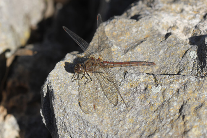 Sympetrum meridionale e striolatum