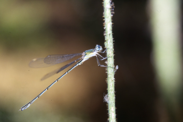 Chalcolestes sp. e Lestes dryas