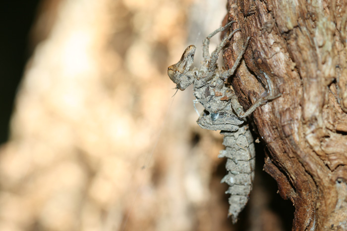 Larva? Cordulegaster