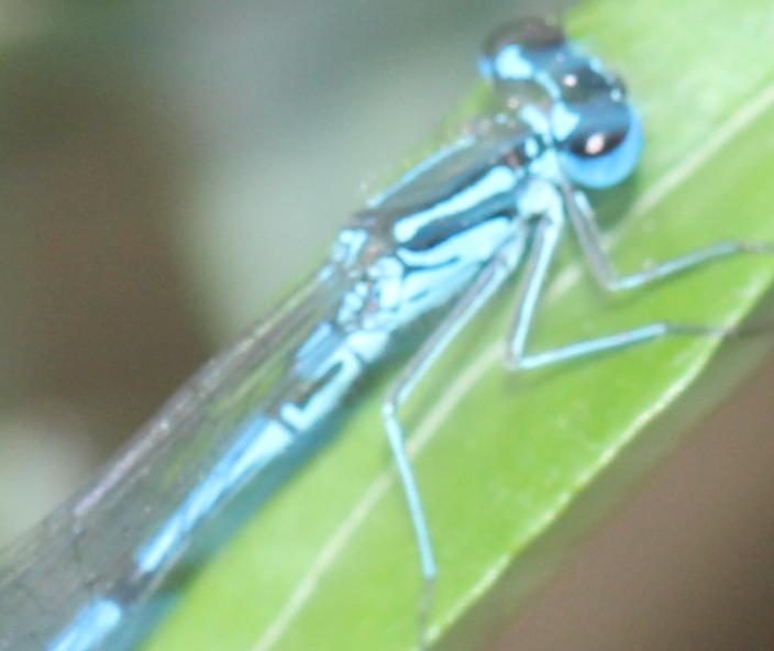 Coenagrion pulchellum maschio