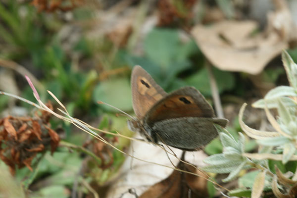 Erebia da ident