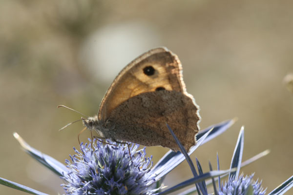 Hyponephele lupina